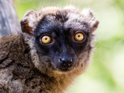 Brown lemur - De Zonnegloed - Animal park - Animal refuge centre 